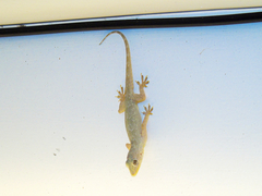 Hemidactylus flaviviridis