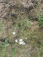 Achillea millefolium borealis