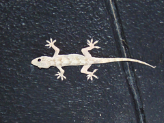 Hemidactylus flaviviridis