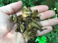 Lymantria dispar dispar