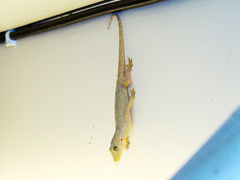 Hemidactylus flaviviridis