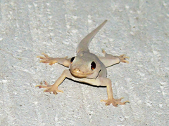 Hemidactylus flaviviridis
