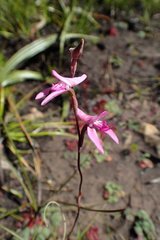Disa inflexa