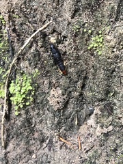 Platydracus mysticus