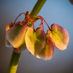 Rumex woodii