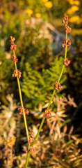 Rumex woodii
