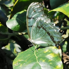 Morpho polyphemus polyphemus