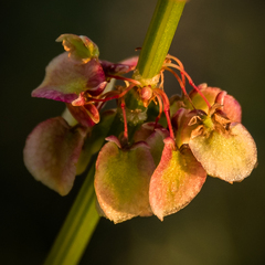 Rumex woodii