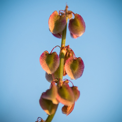 Rumex woodii