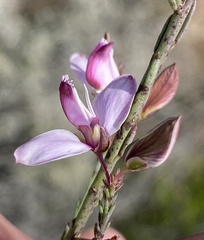 Polygala microlopha