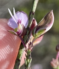 Polygala microlopha