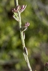 Polygala microlopha