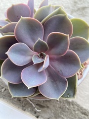 Echeveria gibbiflora × potosina