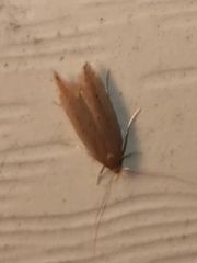 Limnaecia phragmitella