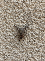 Exomala orientalis