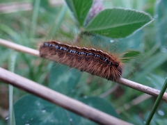 Malacosoma alpicolum