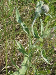 Cirsium flodmanii