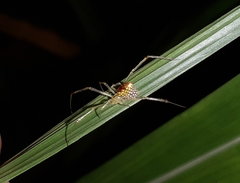 Thwaitesia margaritifera