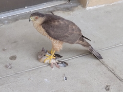 Accipiter cooperii