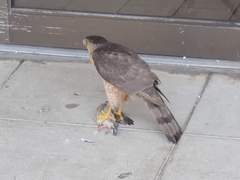 Accipiter cooperii