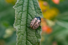 Calligrapha dislocata