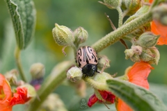Calligrapha dislocata