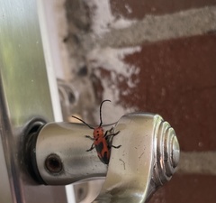 Tetraopes melanurus