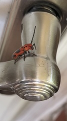 Tetraopes melanurus