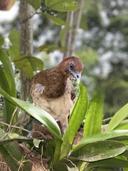 Ortalis erythroptera