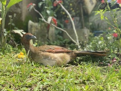 Ortalis erythroptera