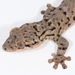 Northern Turniptail Gecko - Photo (c) Marc AuMarc, some rights reserved (CC BY-NC-ND)
