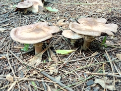 Pluteus cervinus