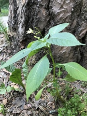 Impatiens parviflora
