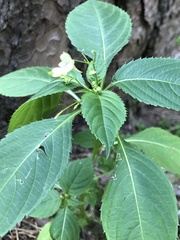 Impatiens parviflora