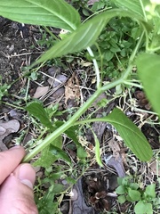 Impatiens parviflora