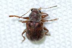 Xanthonia decemnotata