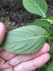 Impatiens parviflora
