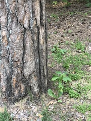 Impatiens parviflora