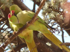 Psittacula krameri