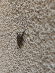 Exomala orientalis