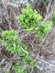 Galium catalinense acrispum