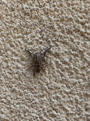 Exomala orientalis