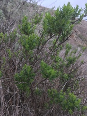 Galium catalinense acrispum