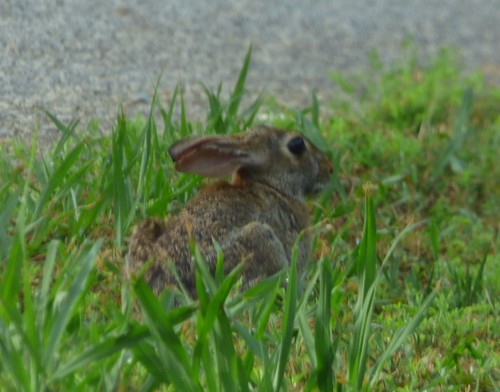 Eastern Cottontail photographed in South Carolina