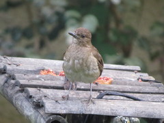 Turdus ignobilis ignobilis