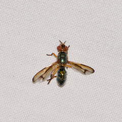 Senopterina caerulescens