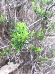 Galium catalinense acrispum