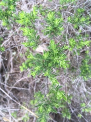 Galium catalinense acrispum