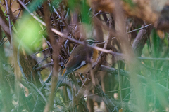 Cercotrichas quadrivirgata