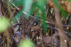 Cercotrichas quadrivirgata